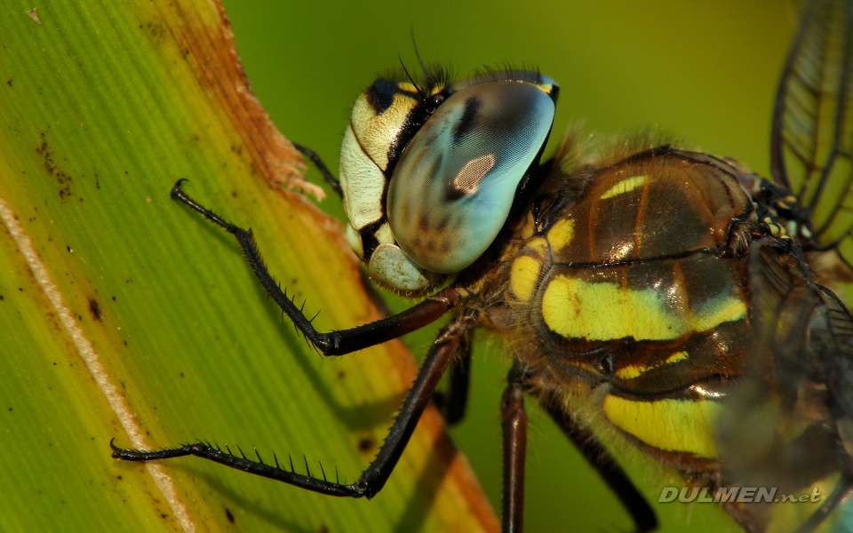 Migrant Hawker (Male, Aeshna mixta)